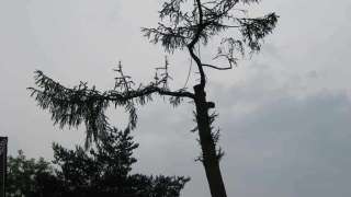 rooien van een lariks boom in Prinsenbeek